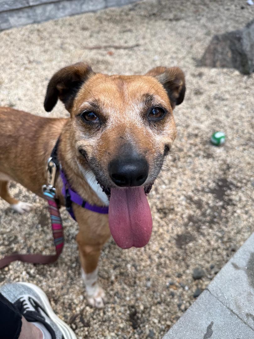Mia, a ADOPTABLE mixed breed in New Rochelle, NY image 6/6