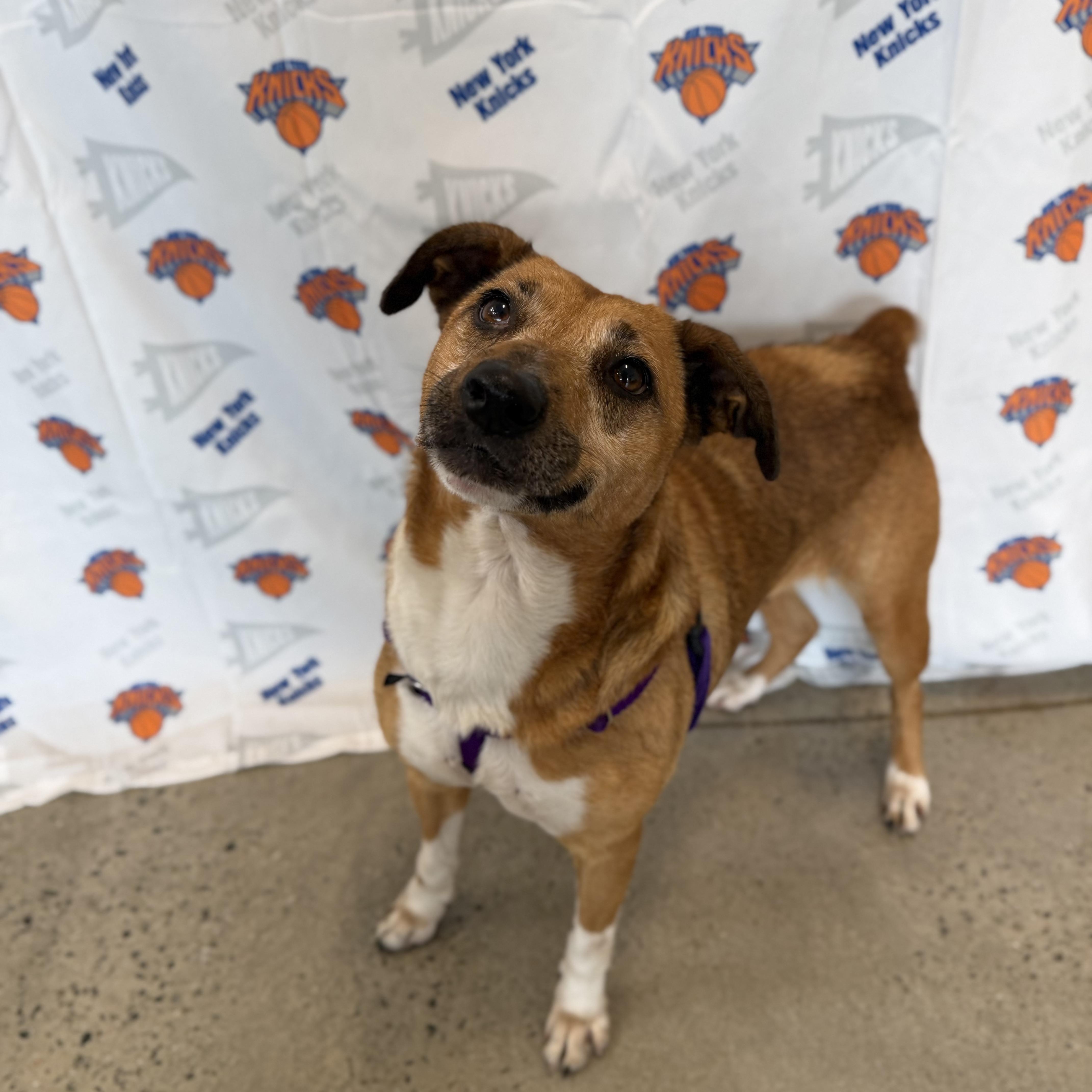 Mia, ADOPTABLE, Adult Female Feist.