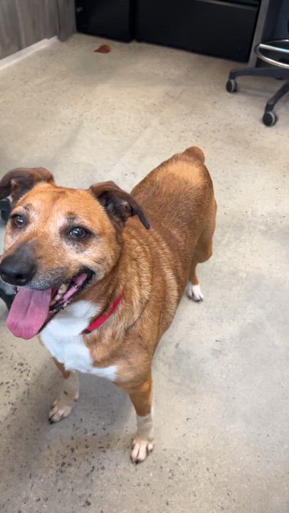 Enlarge Mia, a ADOPTABLE mixed breed in New Rochelle, NY video 3/6