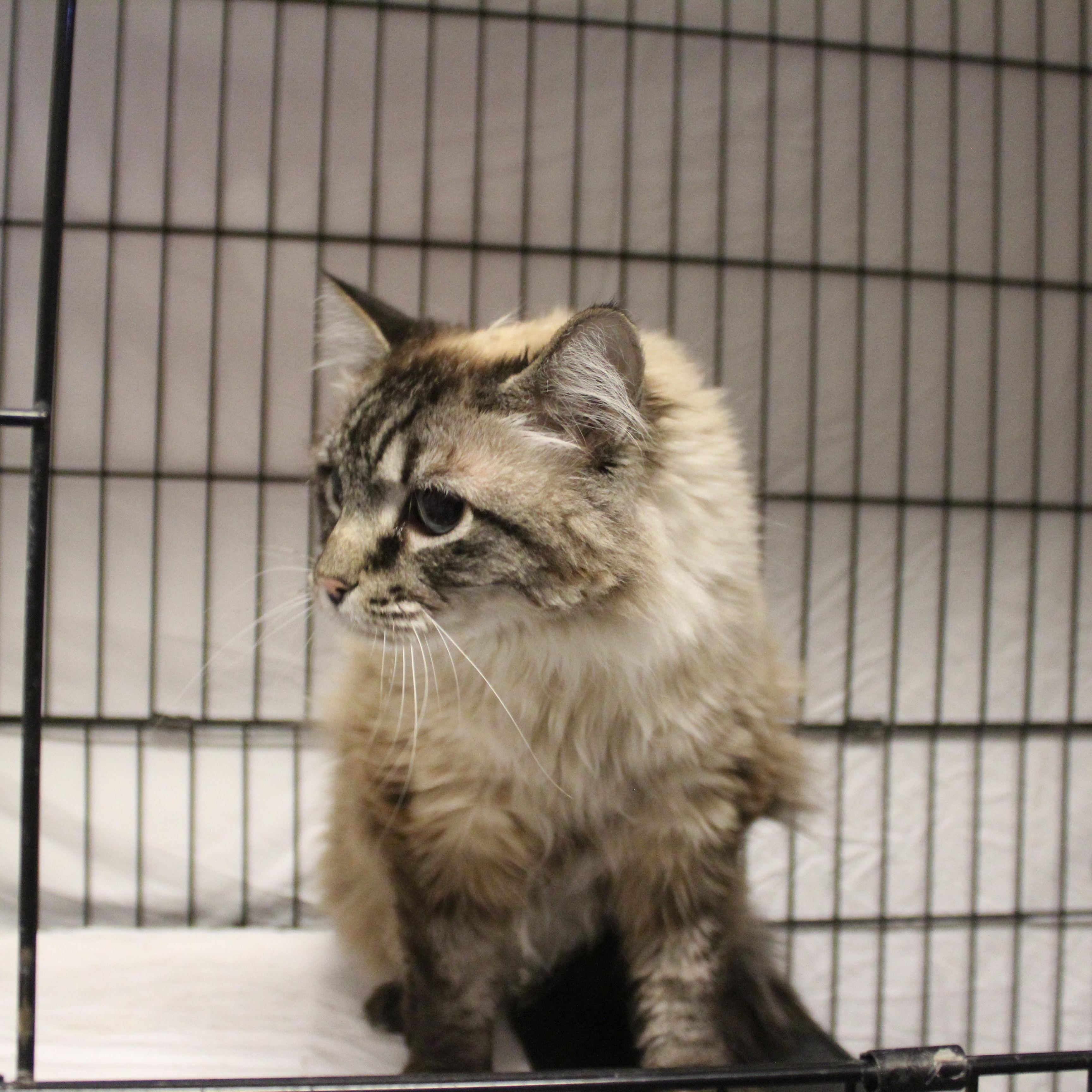 Enlarge Ashley, an adopted mixed breed in Yucca Valley, CA image 3/6