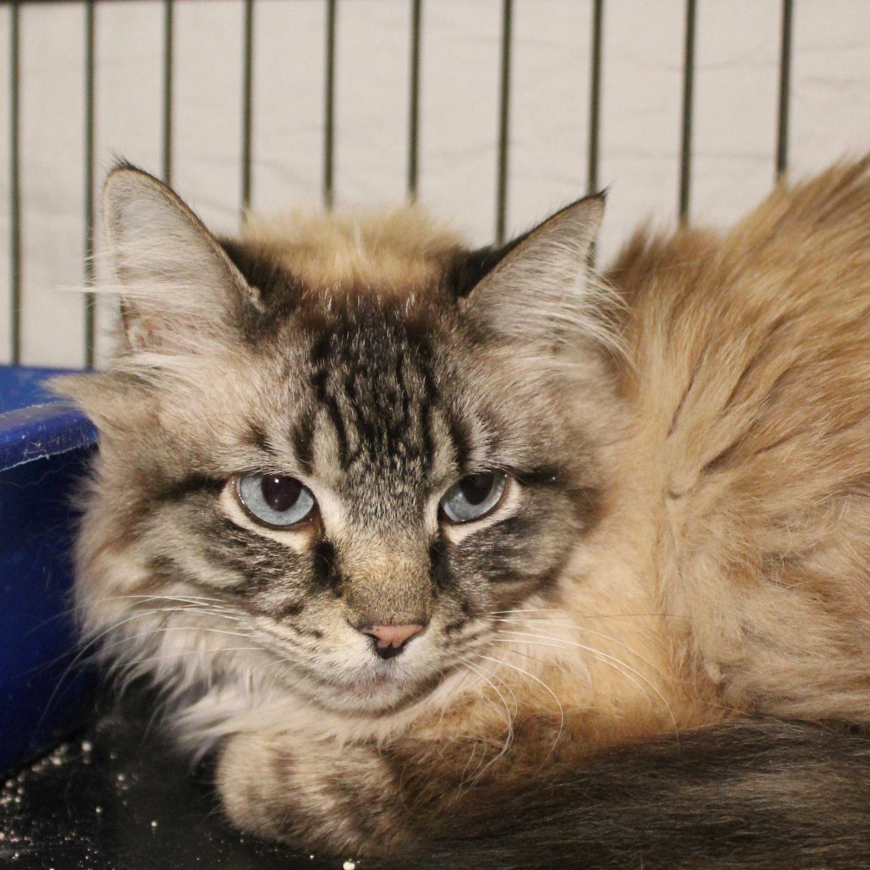 Ashley, adopted, Adult Female Siamese & Domestic Long Hair.
