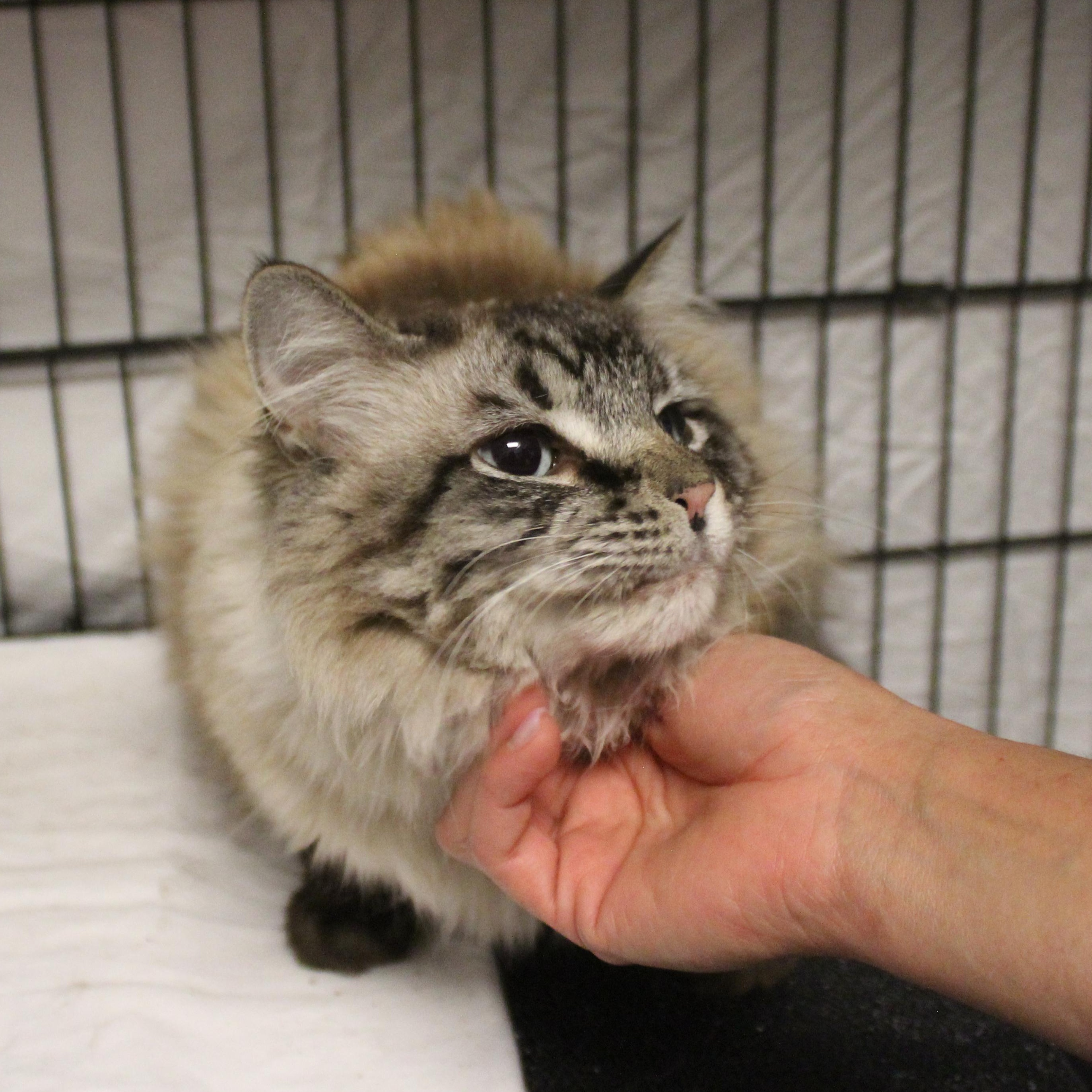 Enlarge Ashley, an adopted mixed breed in Yucca Valley, CA image 2/6