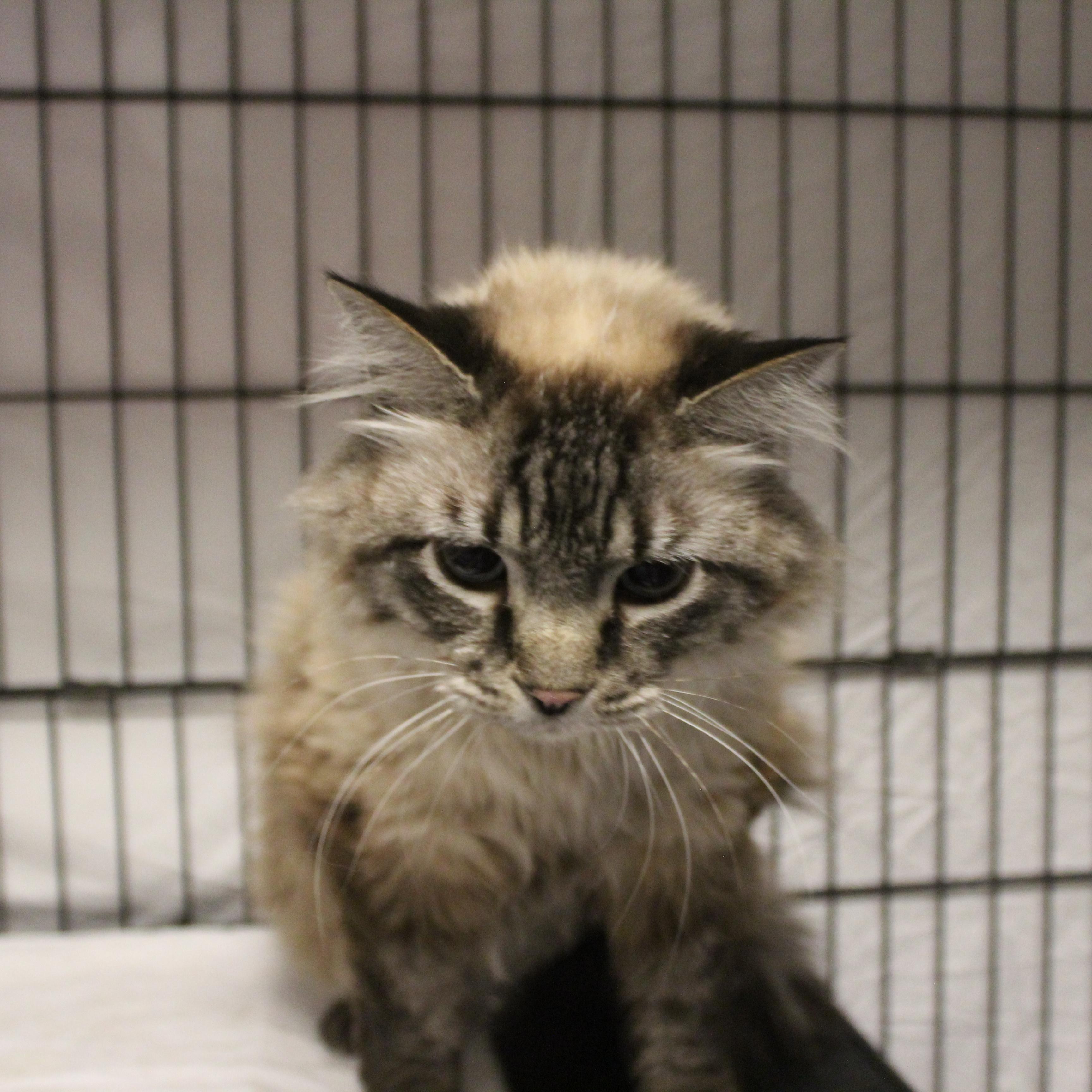 Enlarge Ashley, an adopted mixed breed in Yucca Valley, CA image 5/6