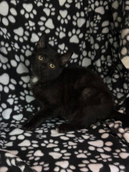 7125 (Bear), Adoptable, Kitten Male Domestic Short Hair.
