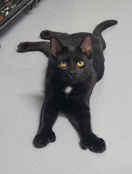 Enlarge 7125 (Bear), a Adoptable Domestic Short Hair in Lake City, MI image 1/2