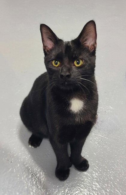 Enlarge 7125 (Bear), a Adoptable Domestic Short Hair in Lake City, MI image 2/2