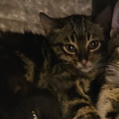 Enlarge Pocus, a Adoptable Domestic Short Hair in Bismarck, ND image 1/4