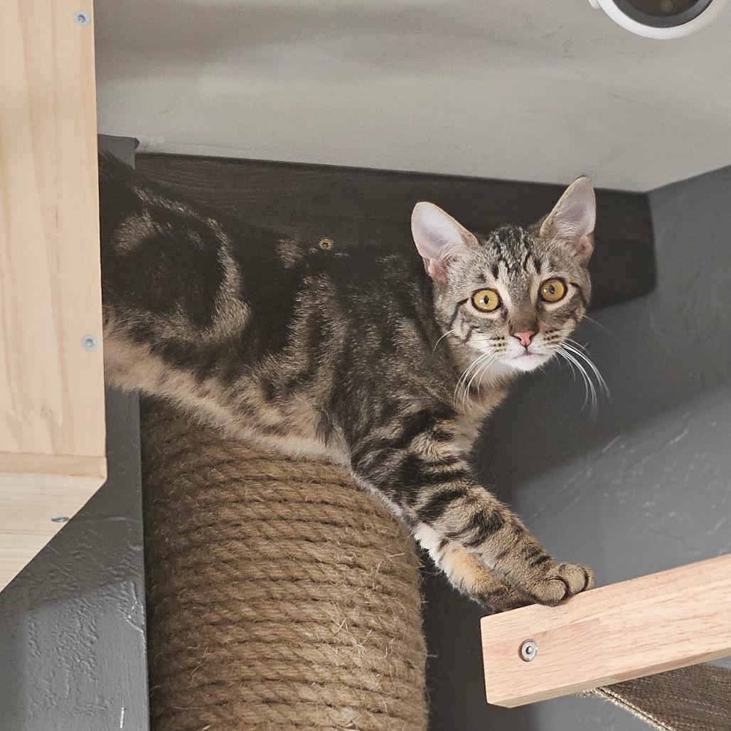 Enlarge Pocus, a Adoptable Domestic Short Hair in Bismarck, ND image 2/4