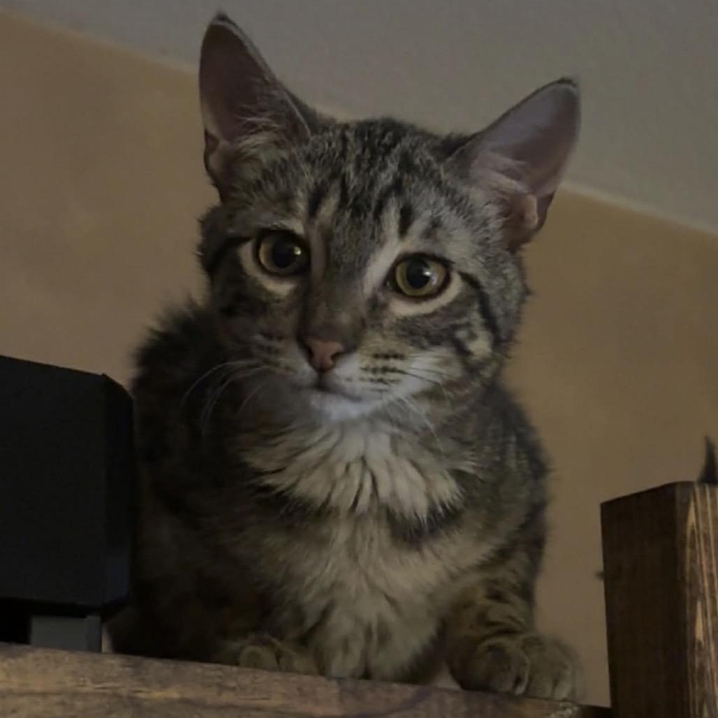 Enlarge Pocus, a Adoptable Domestic Short Hair in Bismarck, ND image 3/4