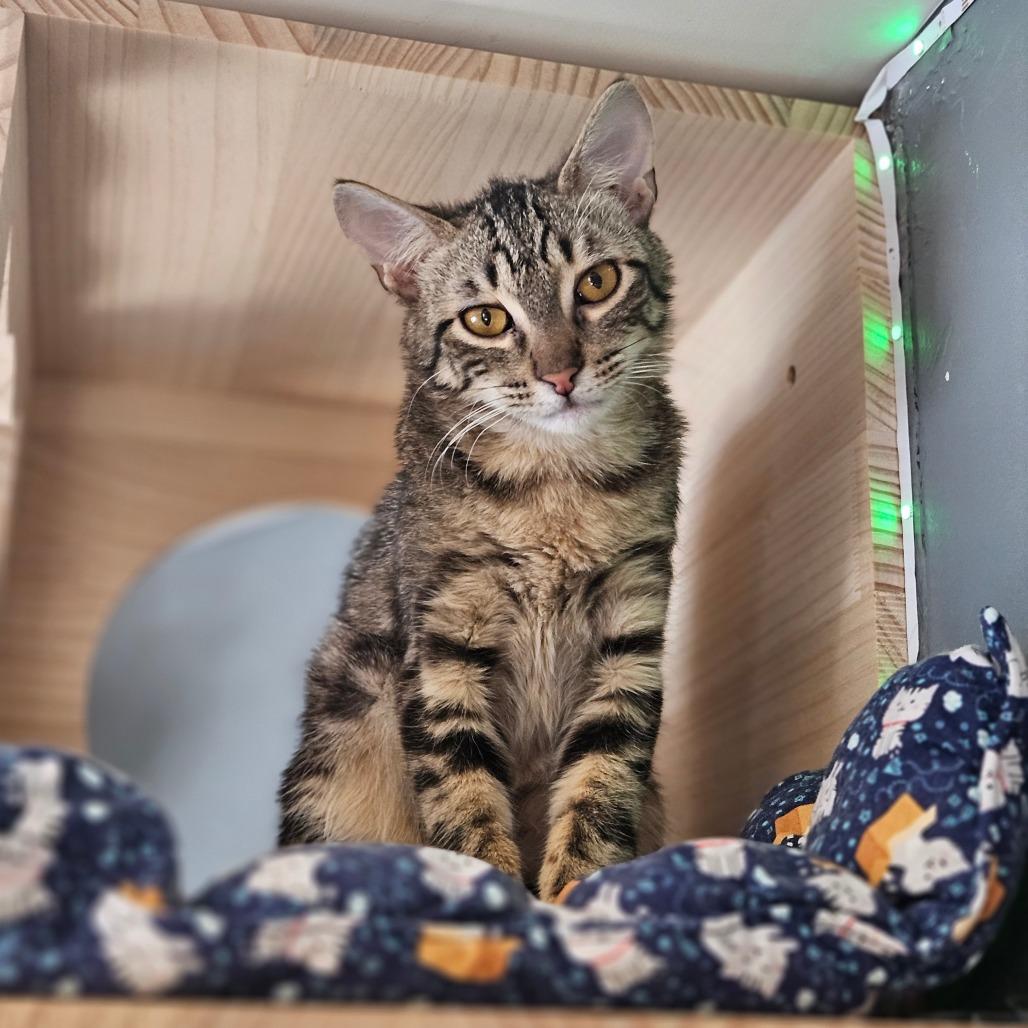 Enlarge Pocus, a Adoptable Domestic Short Hair in Bismarck, ND image 4/4