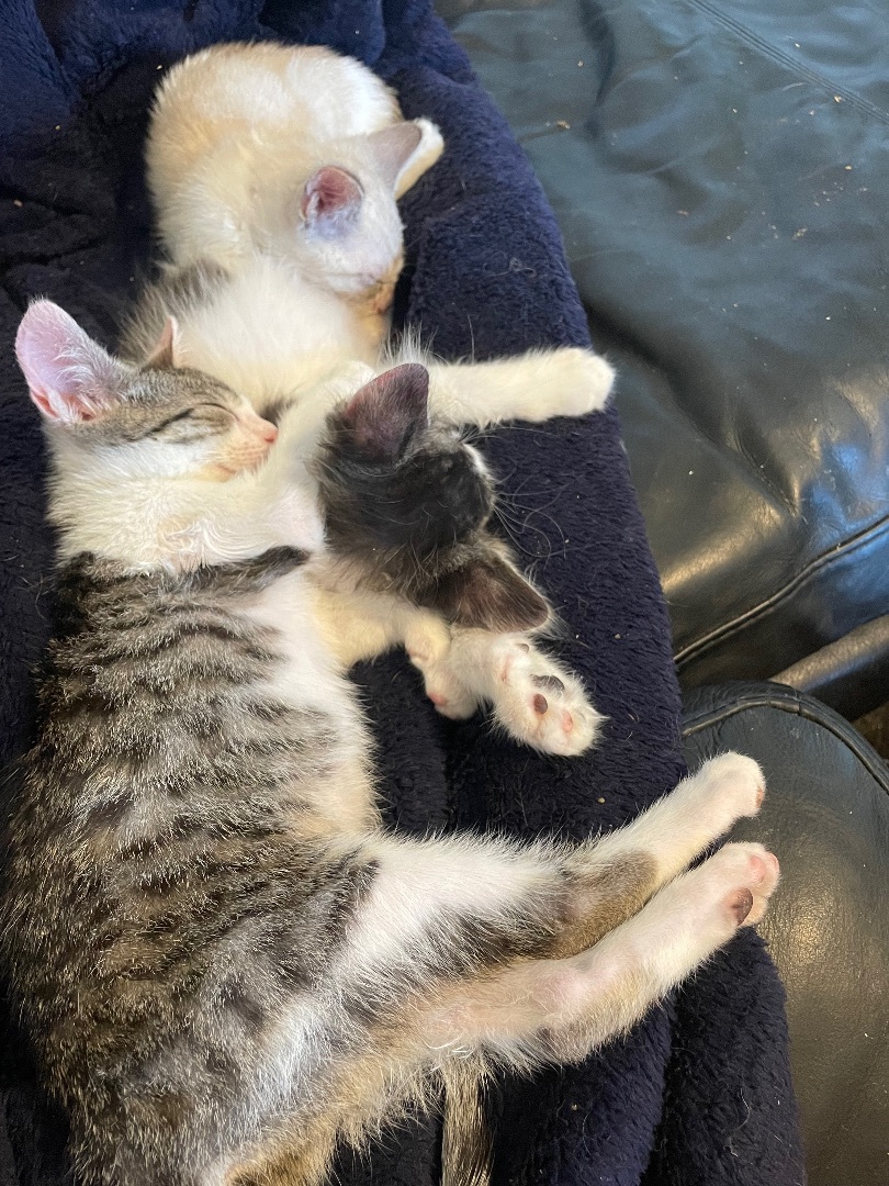 Kelsea Ballerini, a Adopted Domestic Short Hair in Wildomar, CA image 1/7