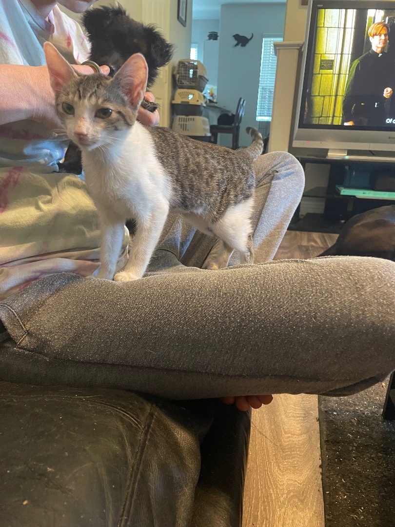 Kelsea Ballerini, a Adopted Domestic Short Hair in Wildomar, CA image 2/7