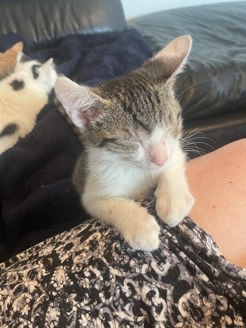 Kelsea Ballerini, a Adopted Domestic Short Hair in Wildomar, CA image 3/7