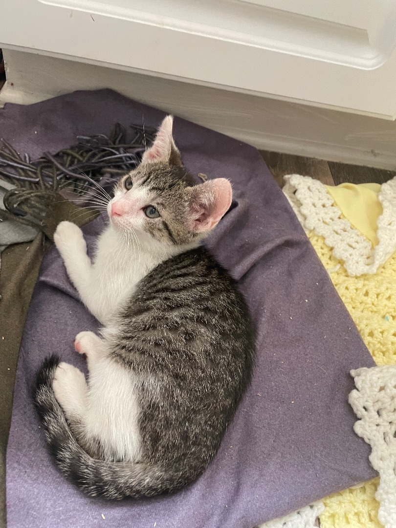 Kelsea Ballerini, a Adopted Domestic Short Hair in Wildomar, CA image 4/7