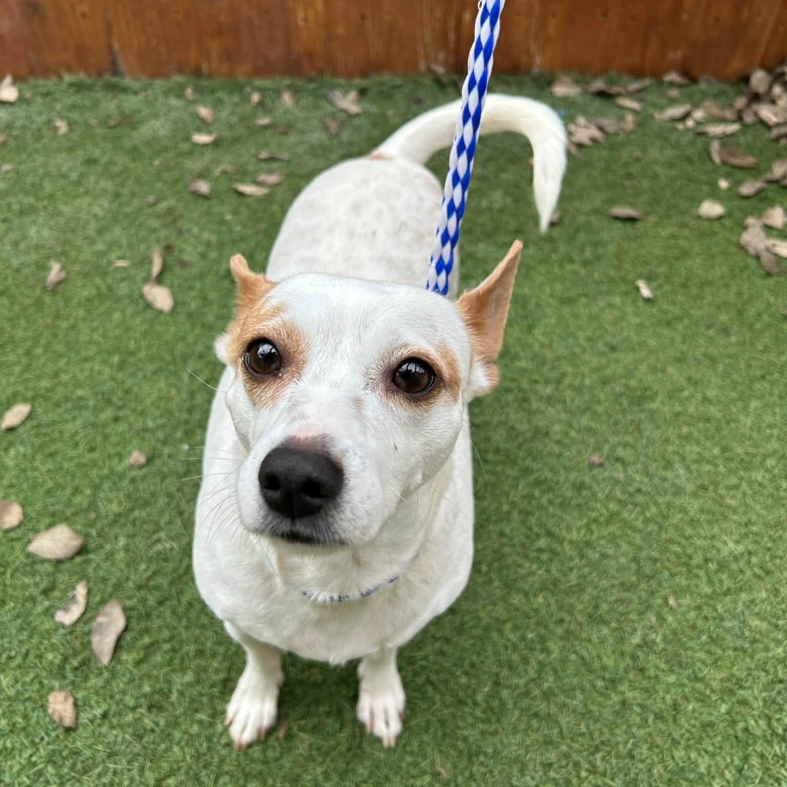 Enlarge Leia, a Adoptable mixed breed in Williston, VT image 1/6