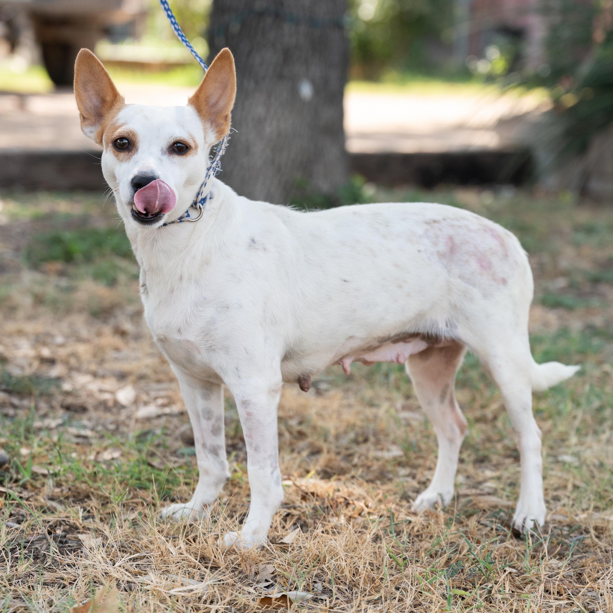 Leia, a Adoptable mixed breed in Williston, VT image 3/4