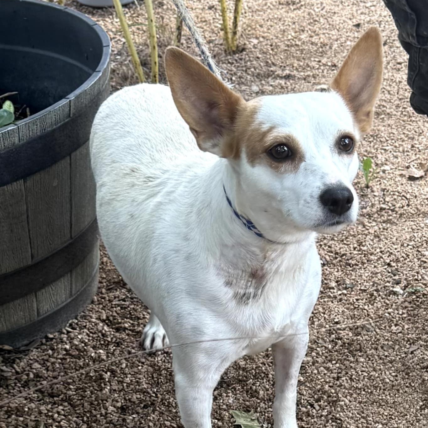 Leia, a Adoptable mixed breed in Williston, VT image 2/4