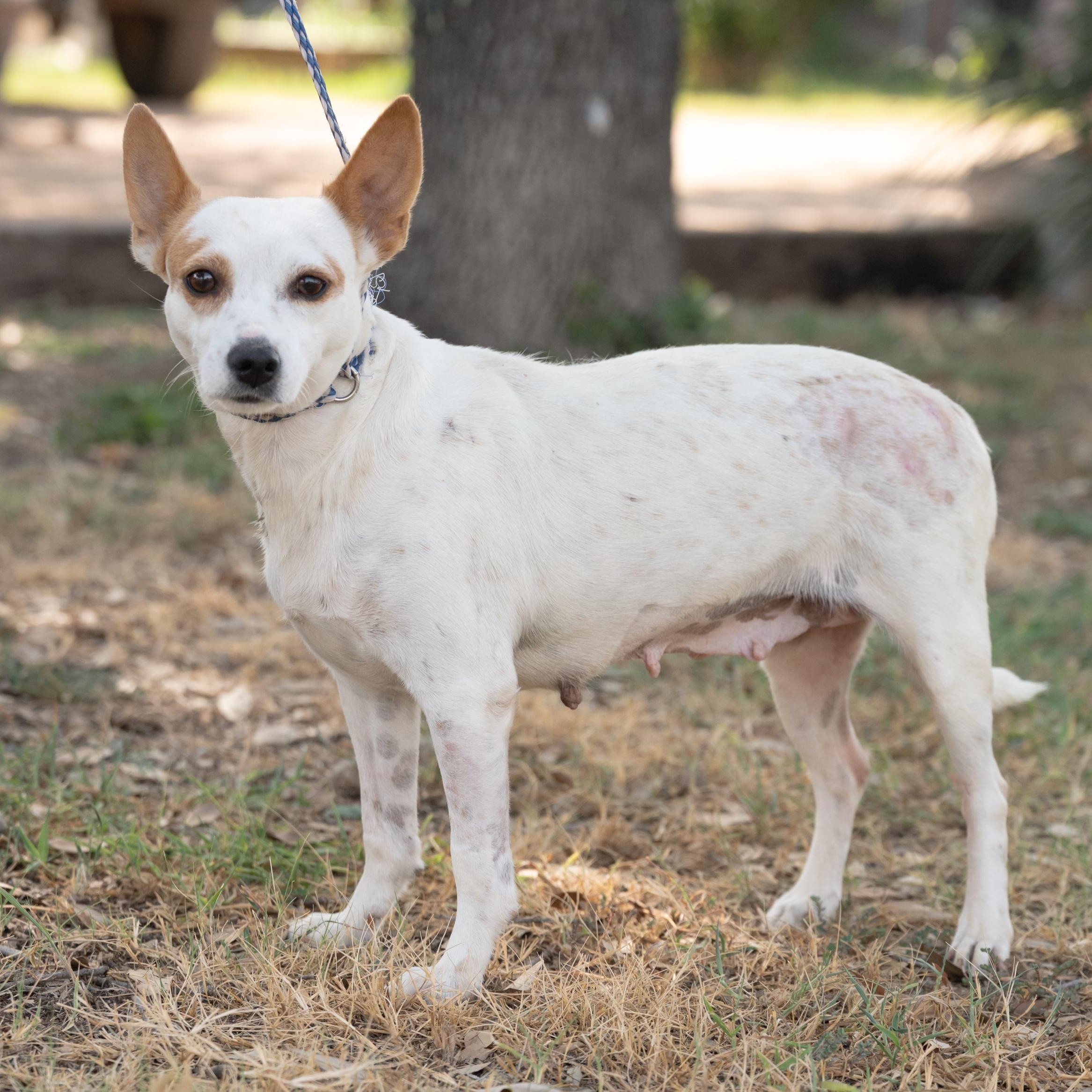 Leia, Adoptable, Adult Female Rat Terrier.