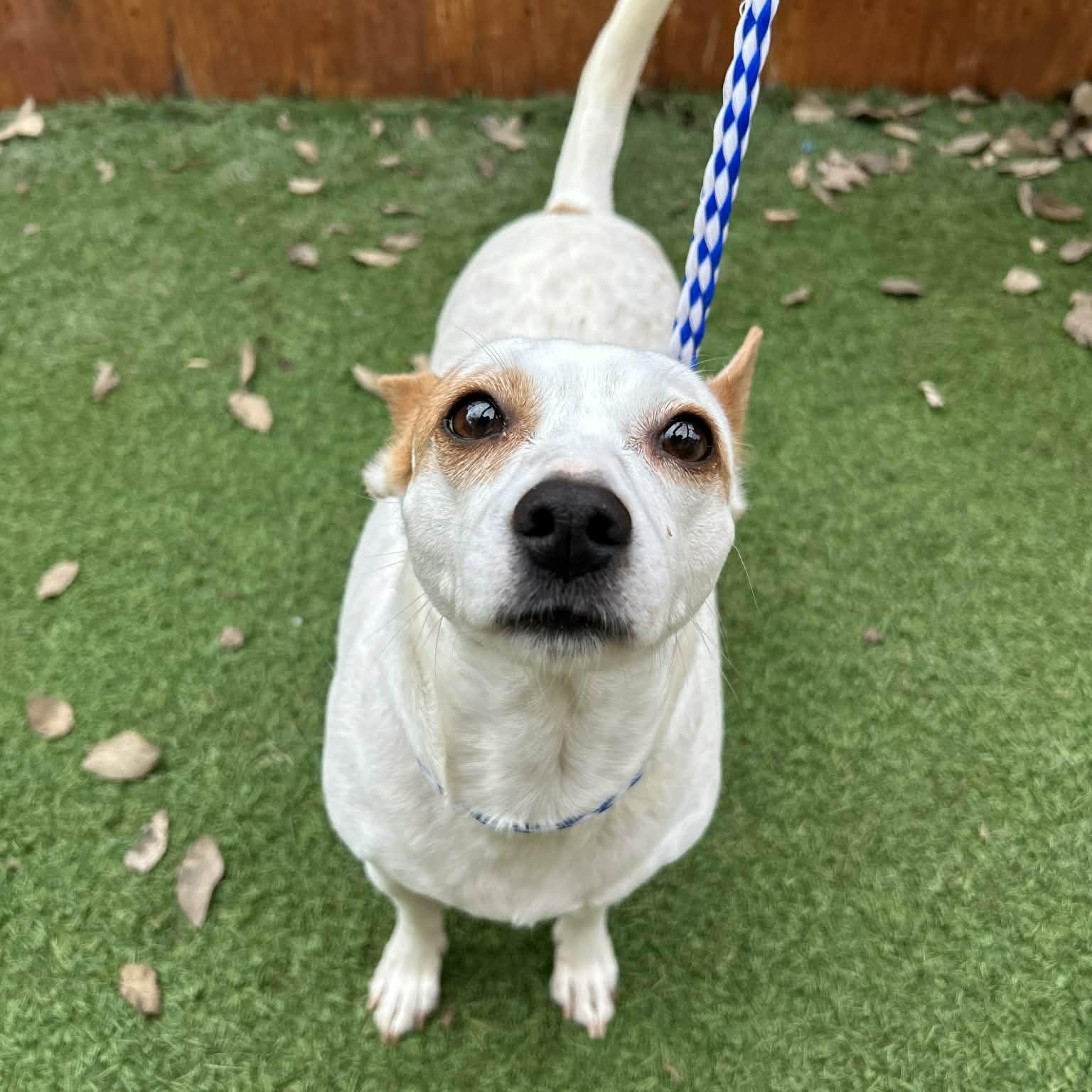 Enlarge Leia, a Adoptable mixed breed in Williston, VT image 5/6