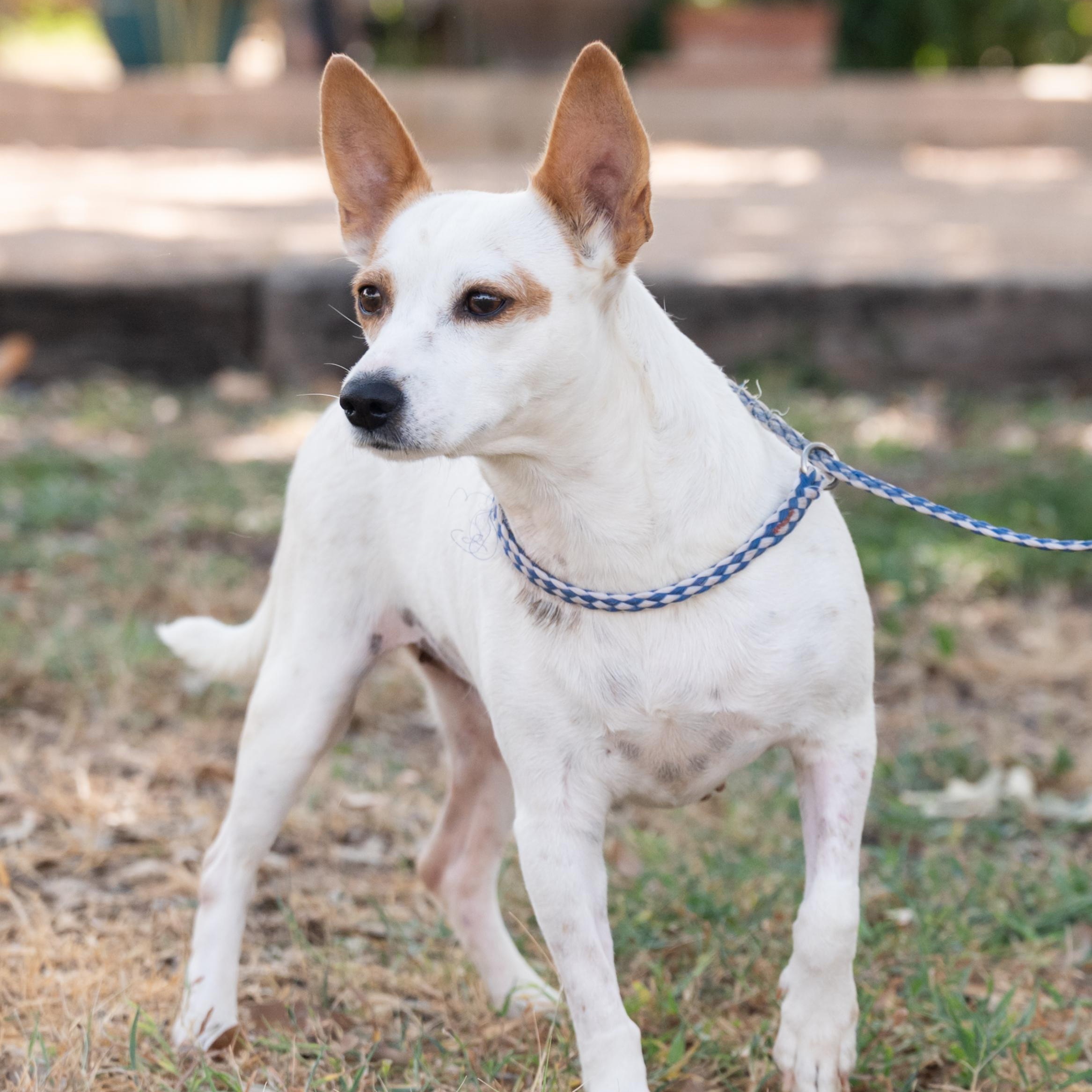 Leia, a Adoptable mixed breed in Williston, VT image 4/4