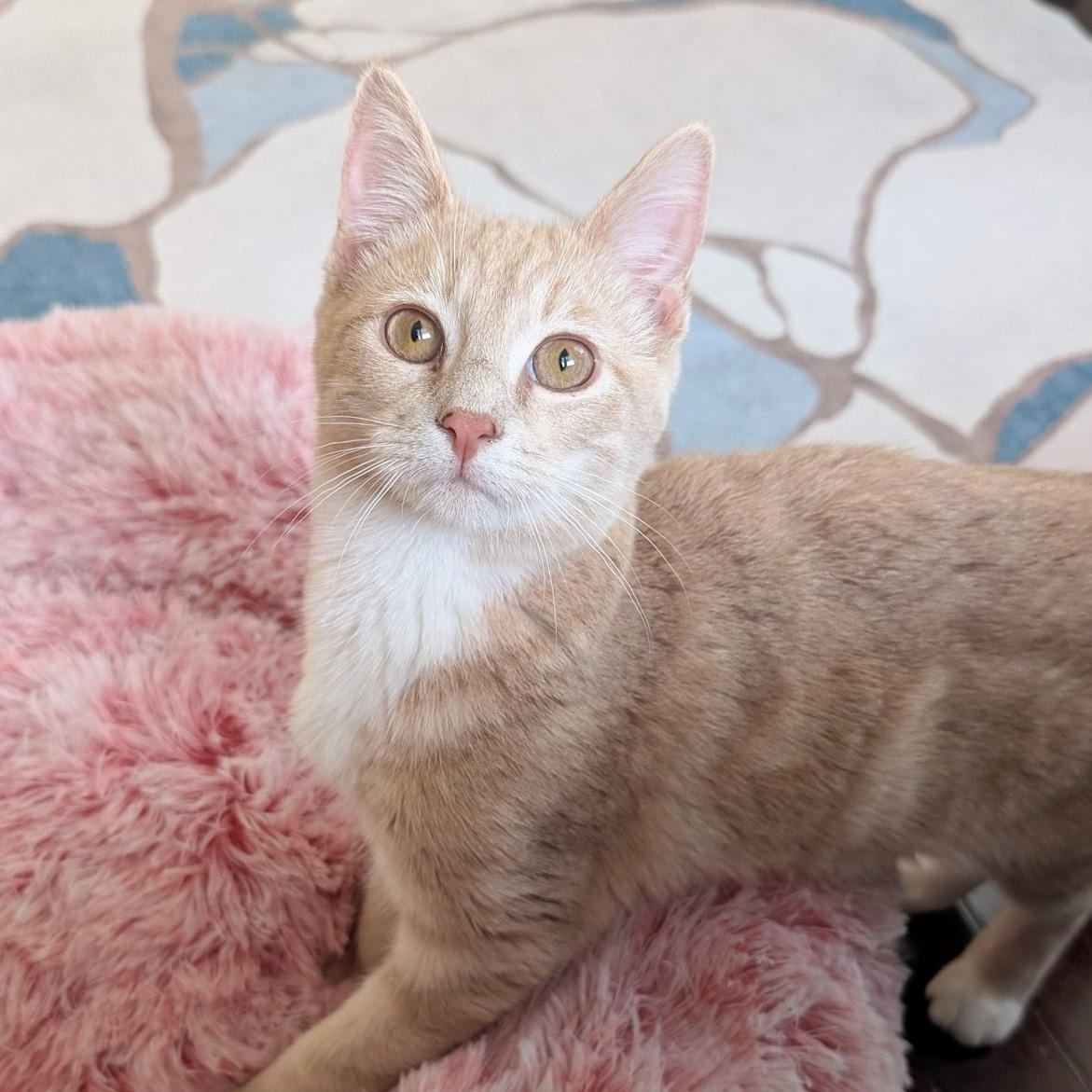 Mellow, Adoptable, Young Male Tabby.