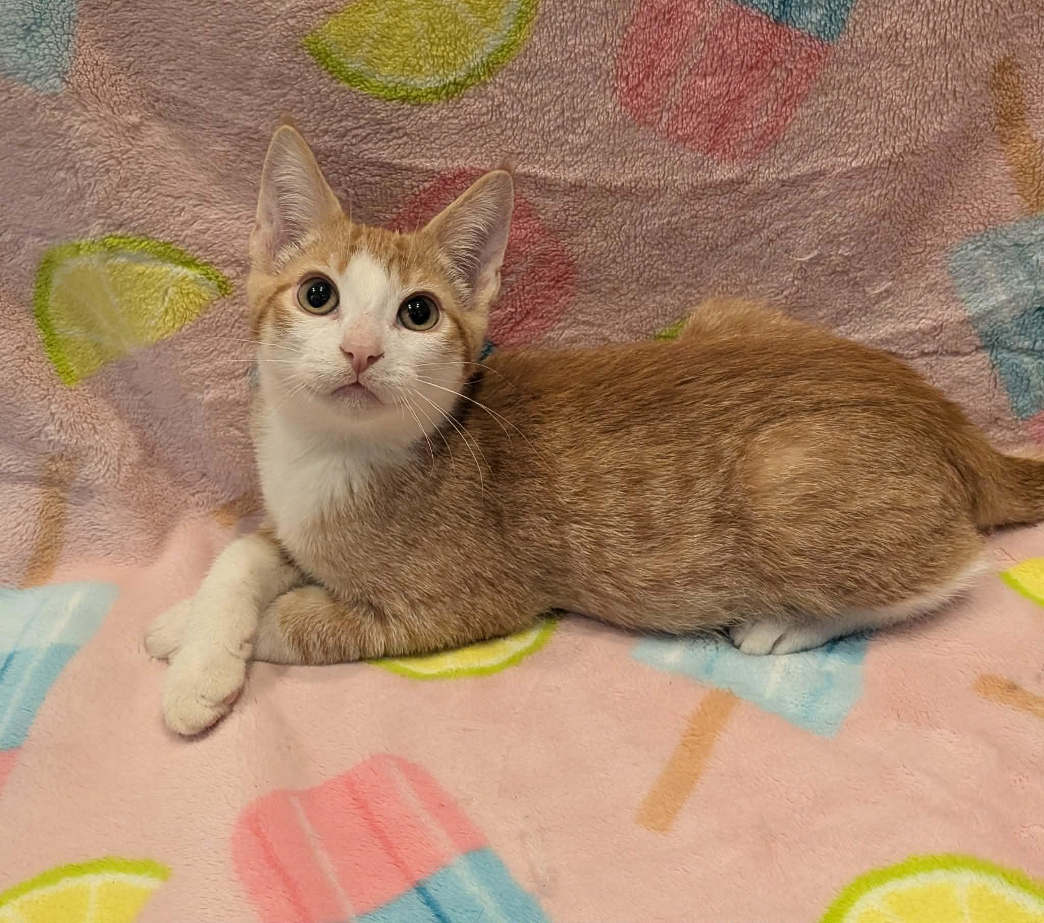 Enlarge WORF, an adopted Domestic Short Hair in Tillsonburg, ON image 1/2