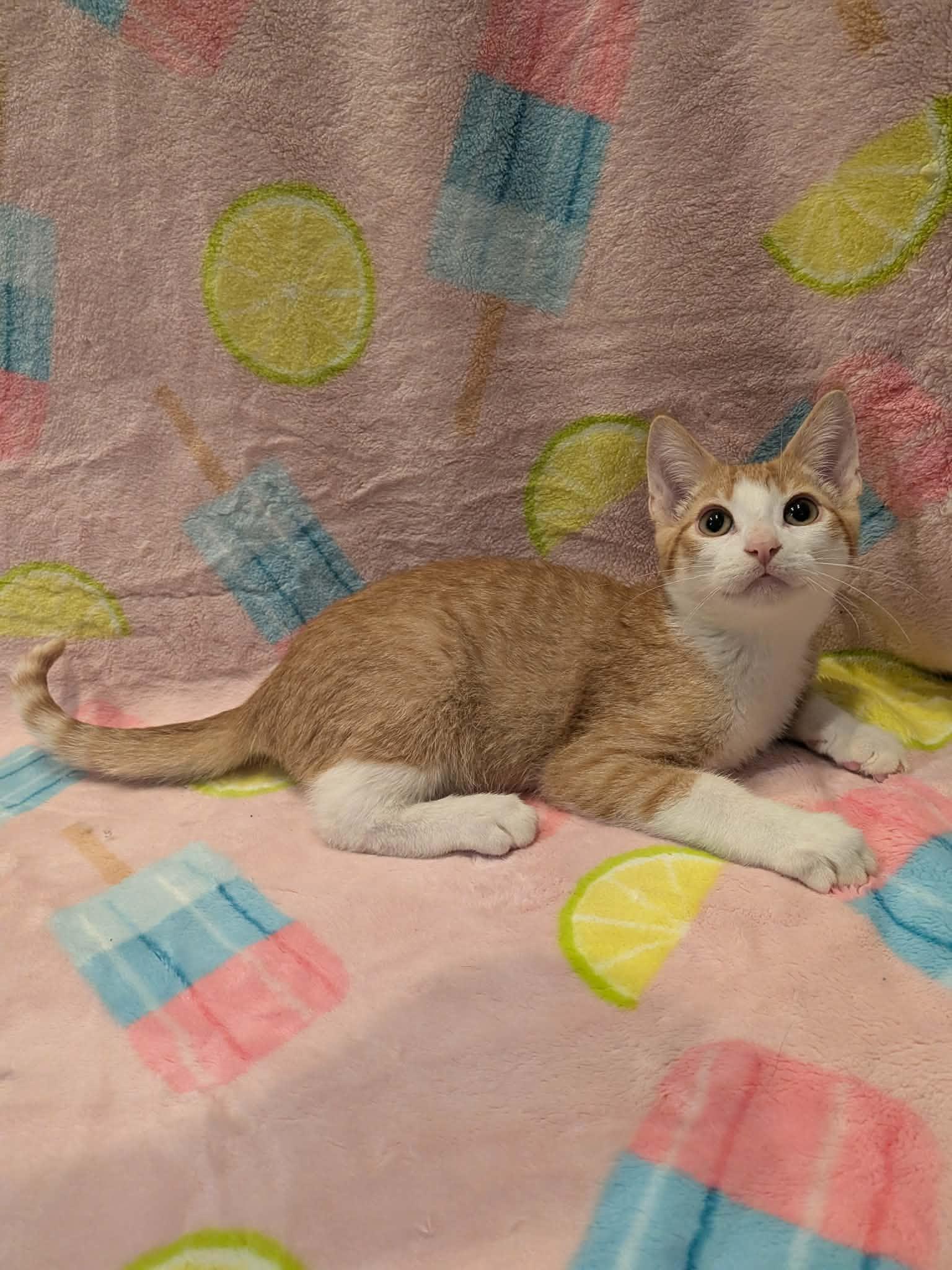 Enlarge WORF, an adopted Domestic Short Hair in Tillsonburg, ON image 2/2