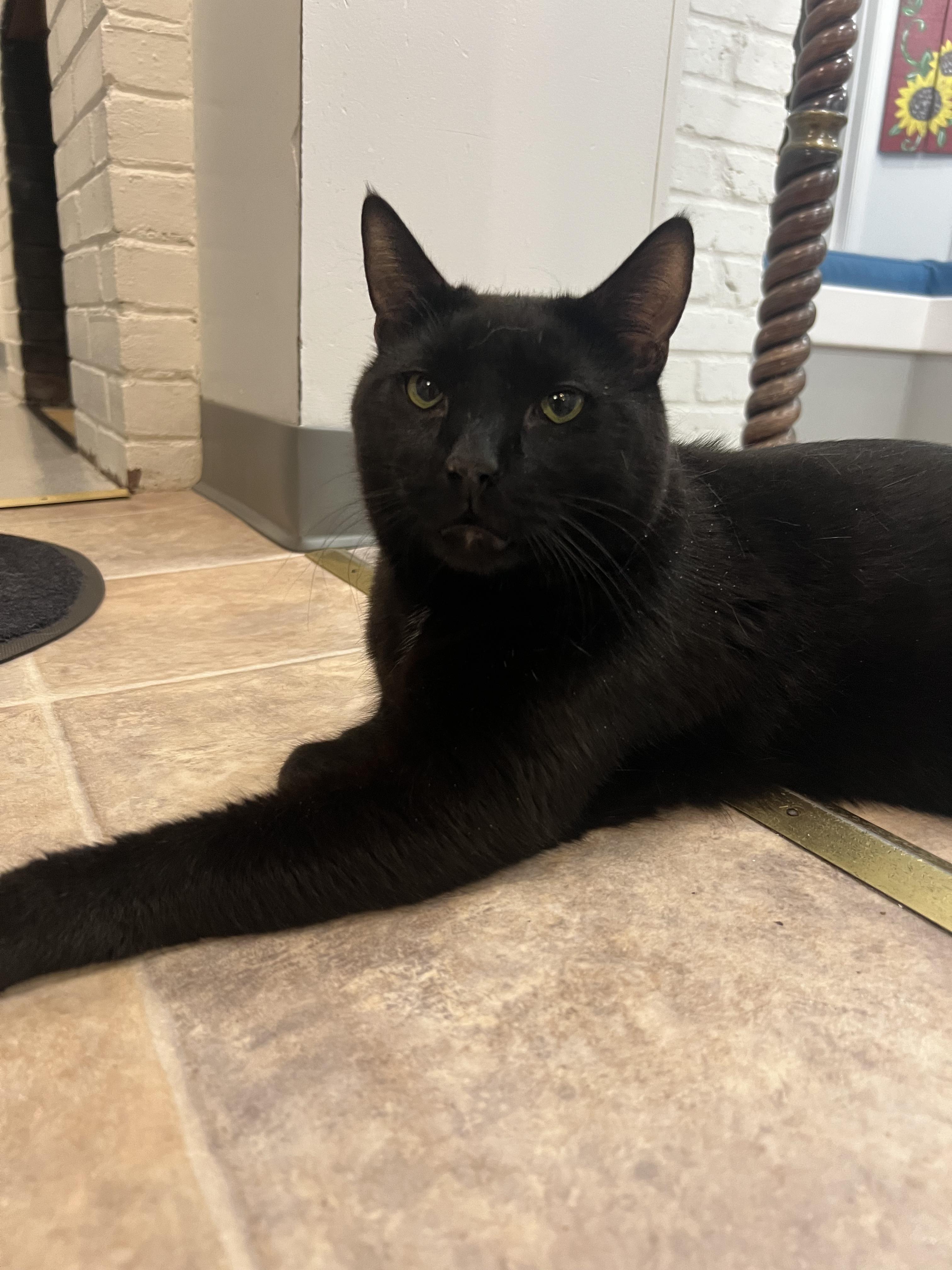 Enlarge Echo, an adopted Domestic Short Hair in Gaithersburg, MD image 2/2