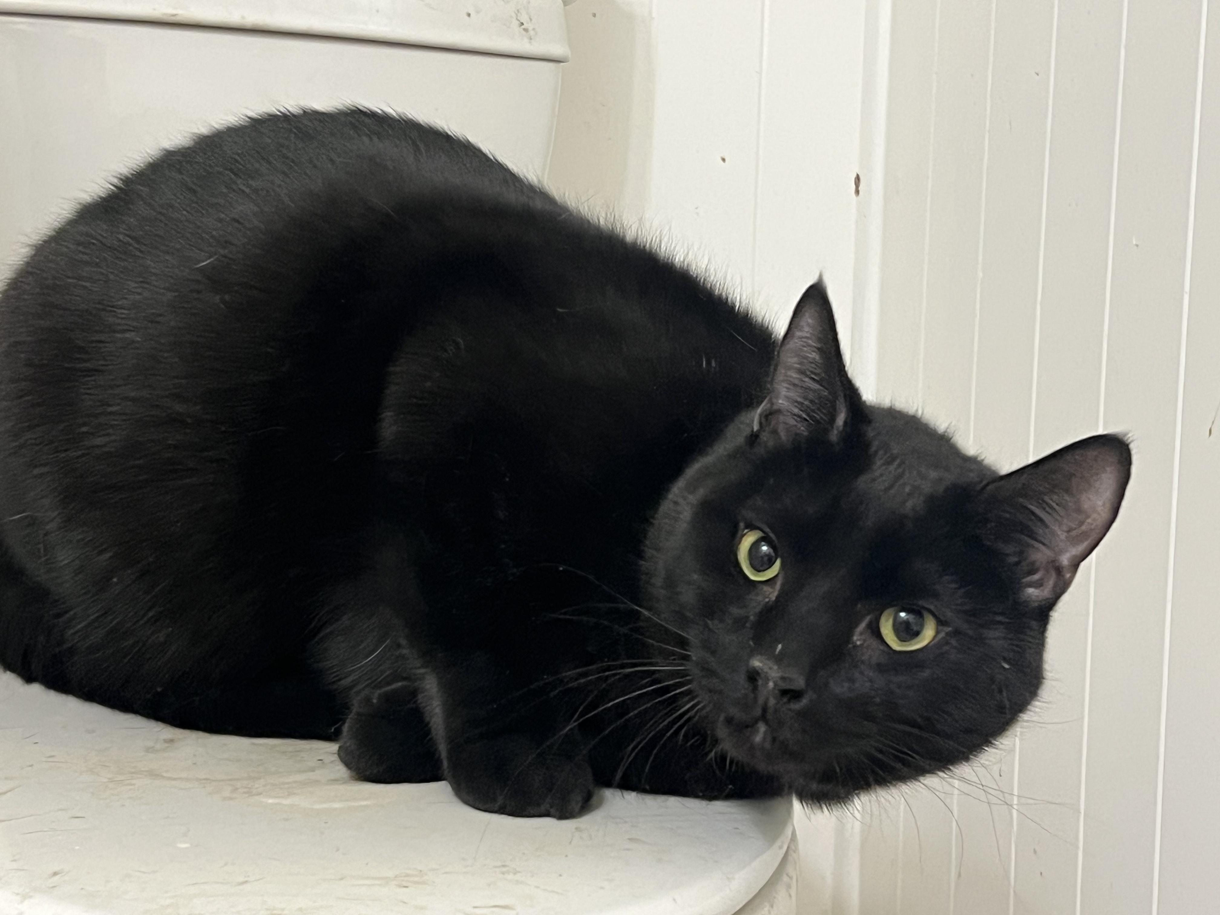 Enlarge Echo, an adopted Domestic Short Hair in Gaithersburg, MD image 1/2