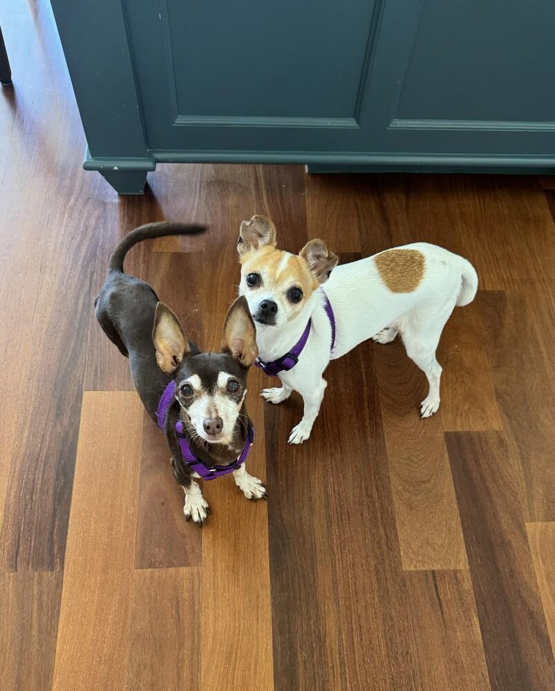 Molly, Adoptable, Senior Female Chihuahua.