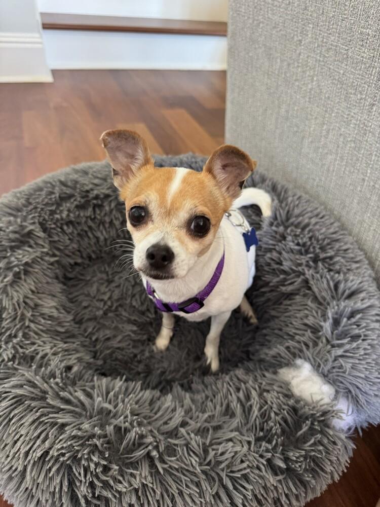 Molly, a Adoptable mixed breed in Orlando, FL image 2/5