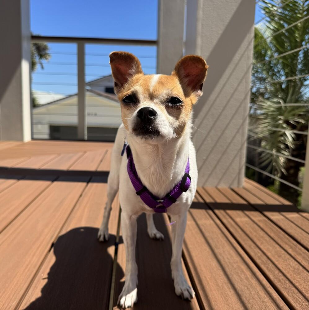 Molly, a Adoptable mixed breed in Orlando, FL image 3/5