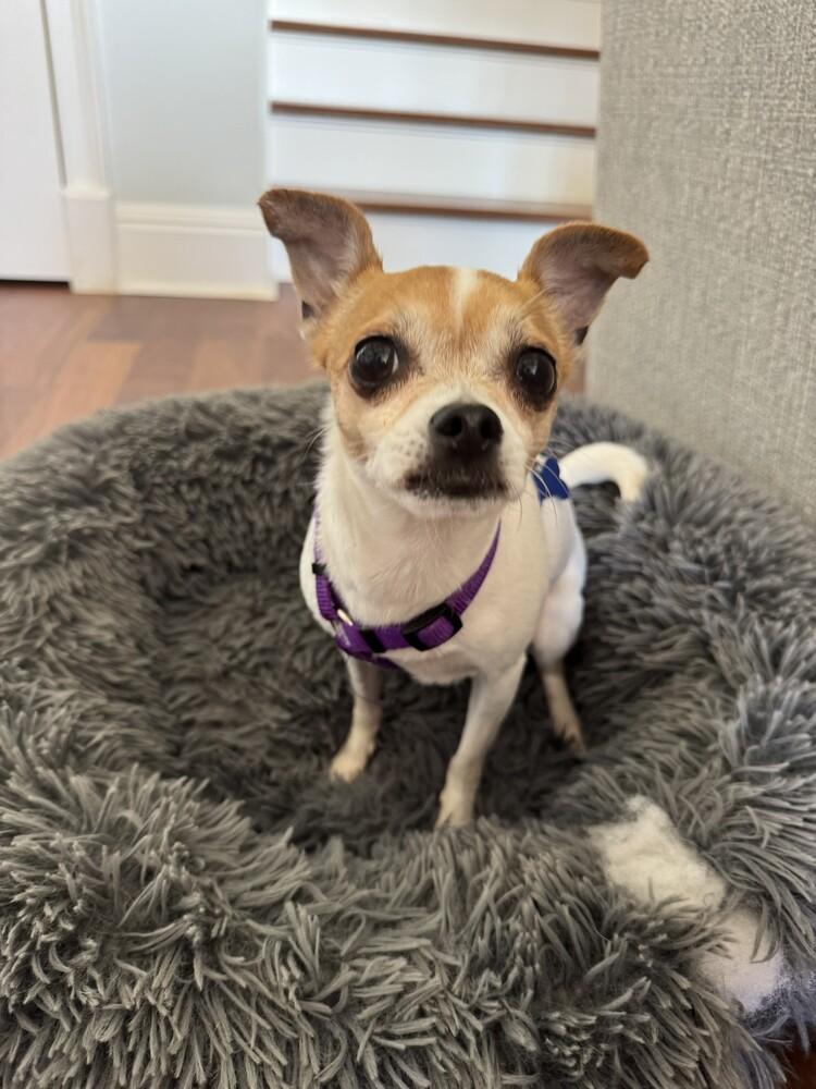 Molly, a Adoptable mixed breed in Orlando, FL image 4/5