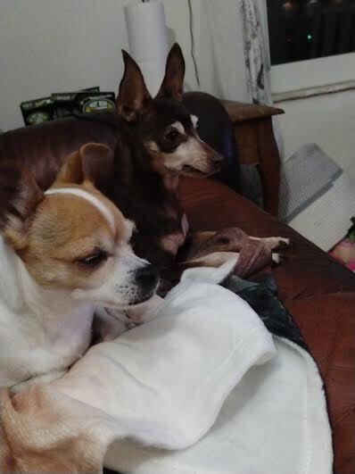 Enlarge Molly, a Adoptable mixed breed in Orlando, FL image 5/6