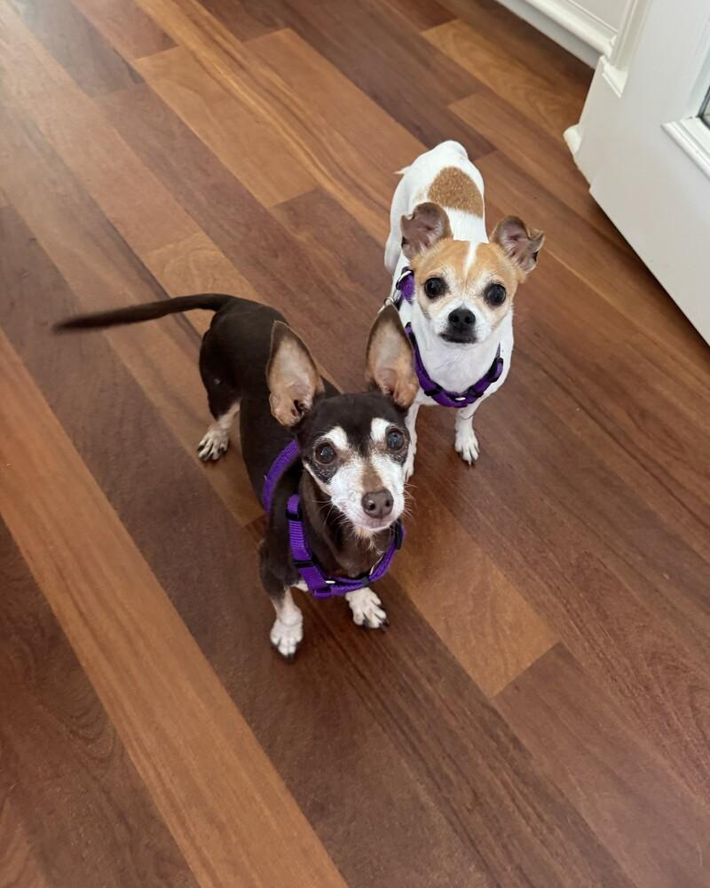 Molly, a Adoptable mixed breed in Orlando, FL image 5/5