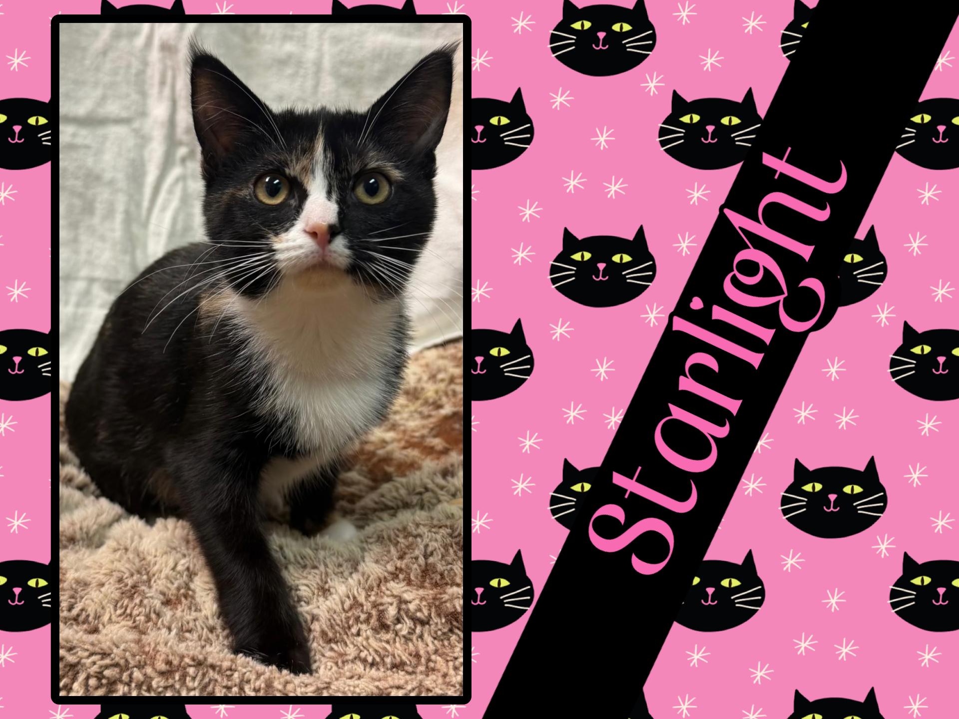 Enlarge Starlight, an adopted Domestic Short Hair in Kearney, NE image 1/1