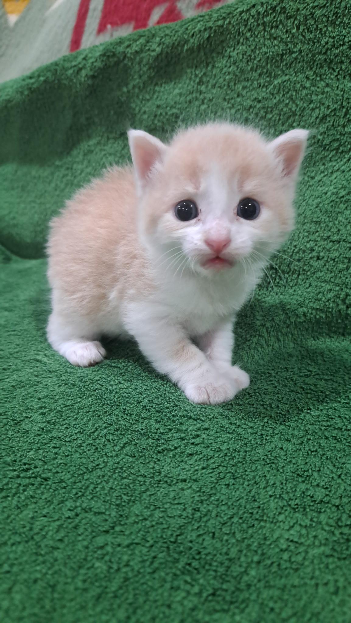 Rusty, Adoptable, Kitten Male Domestic Short Hair.