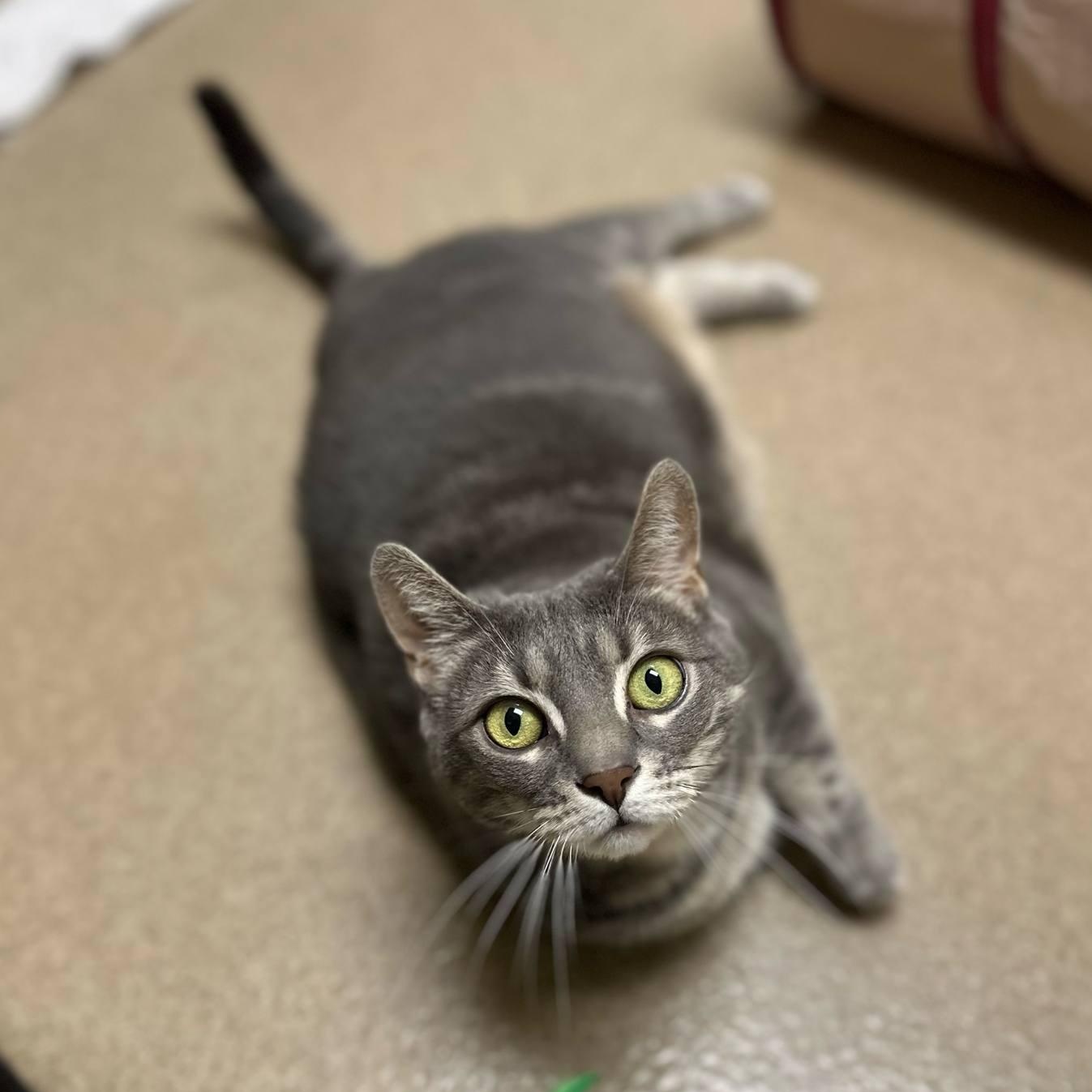 Enlarge Juliet, an adoptable Domestic Short Hair in Myerstown, PA image 1/2