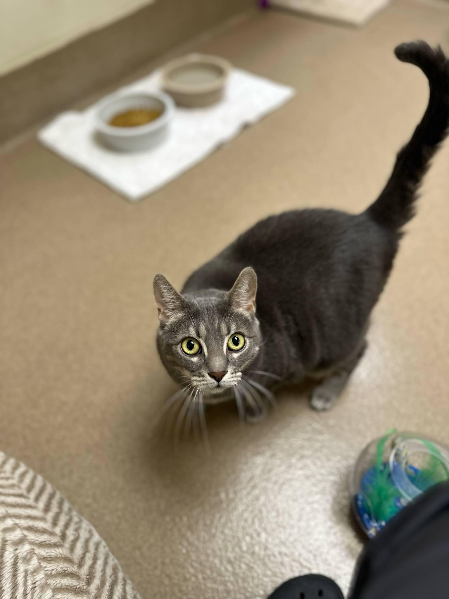 Enlarge Juliet, an adoptable Domestic Short Hair in Myerstown, PA image 2/2