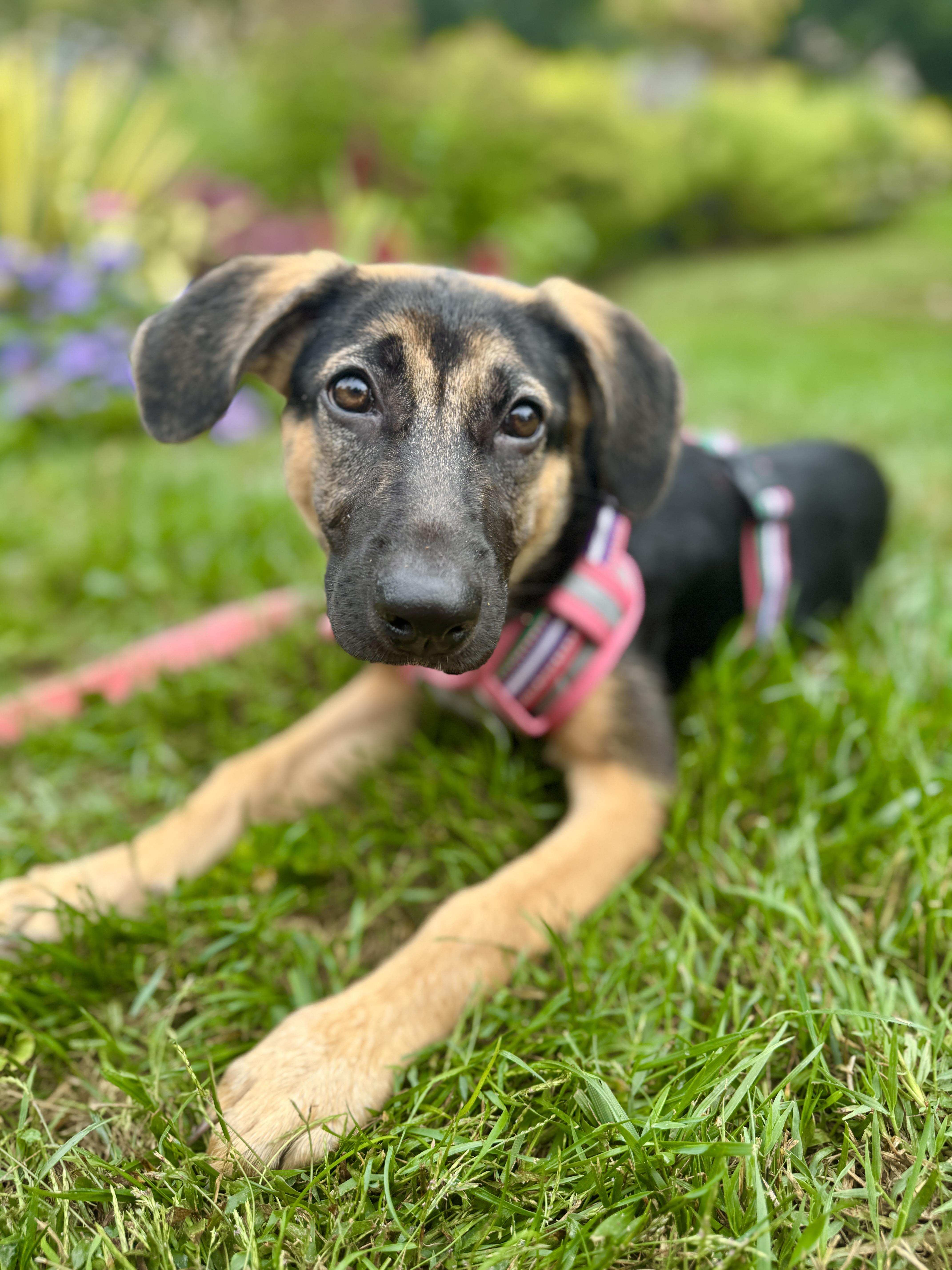 Enlarge Lara, a Adoptable mixed breed in Silver Spring, MD image 6/6