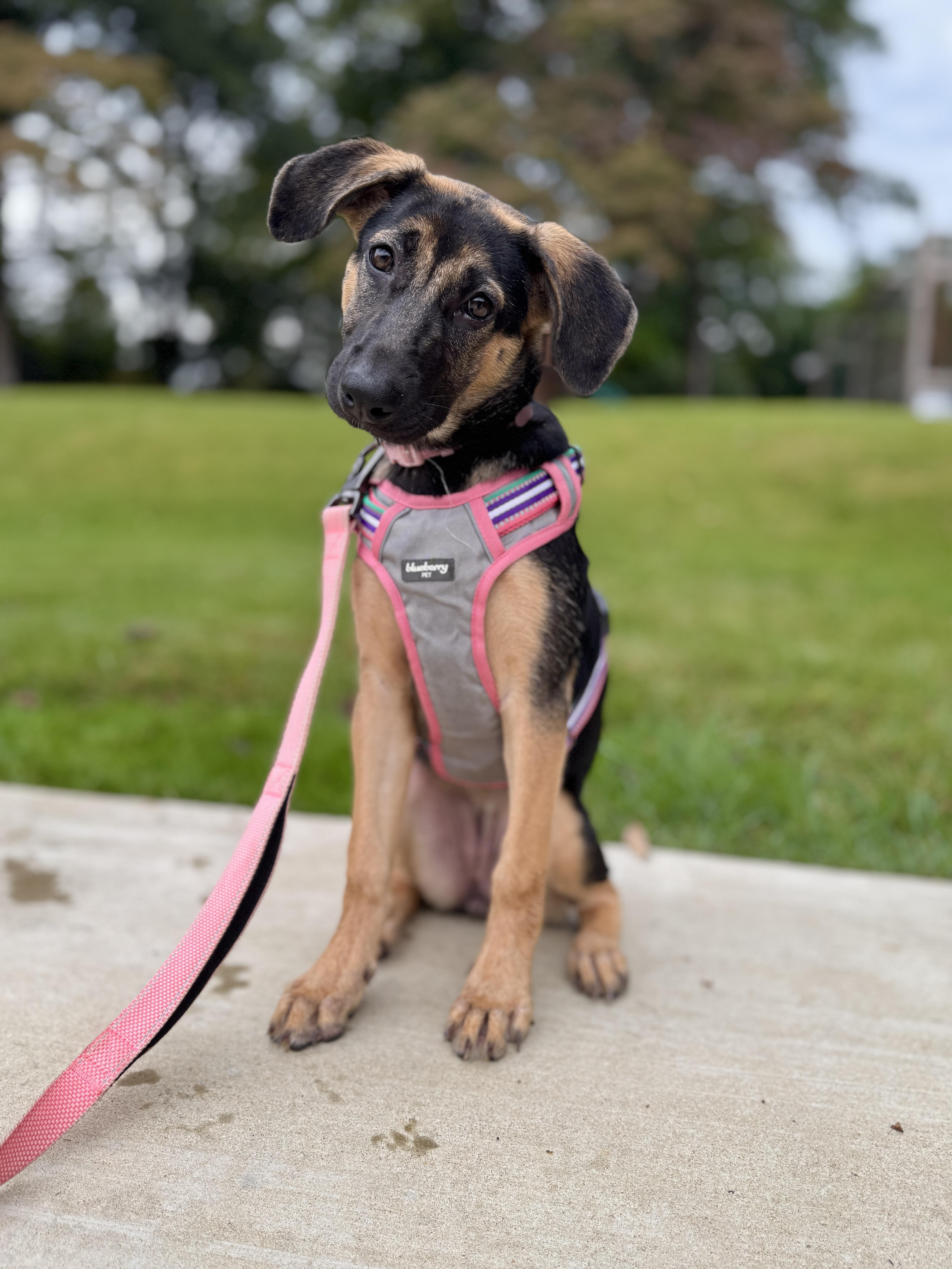 Lara, Adoptable, Puppy Female German Shepherd Dog & Belgian Shepherd / Malinois.
