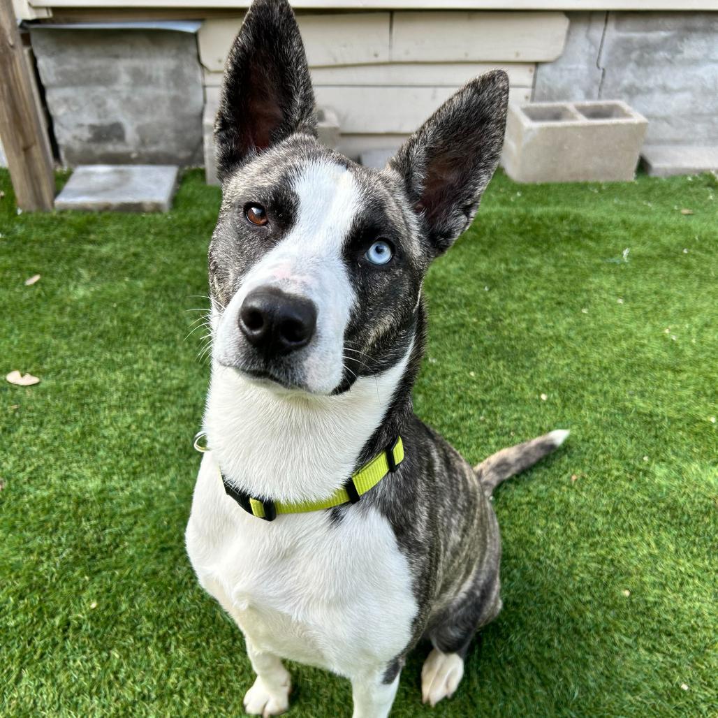 Enlarge Petal, a Adoptable mixed breed in New Orleans, LA image 1/6