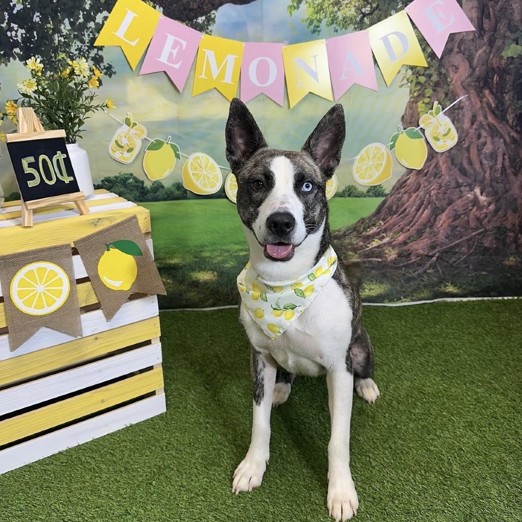 Enlarge Petal, a Adoptable mixed breed in New Orleans, LA image 2/6