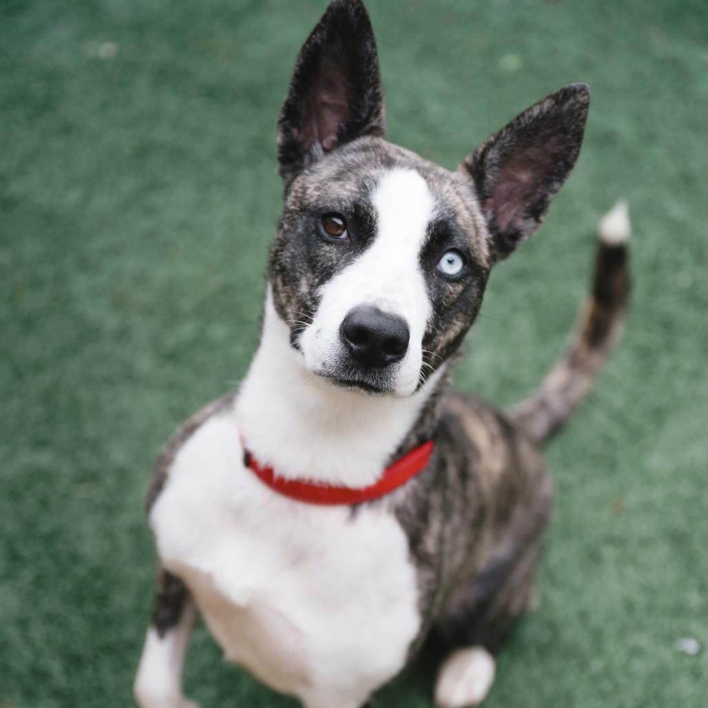 Enlarge Petal, a Adoptable mixed breed in New Orleans, LA image 5/6