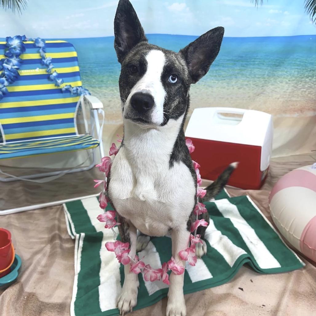 Enlarge Petal, a Adoptable mixed breed in New Orleans, LA image 6/6