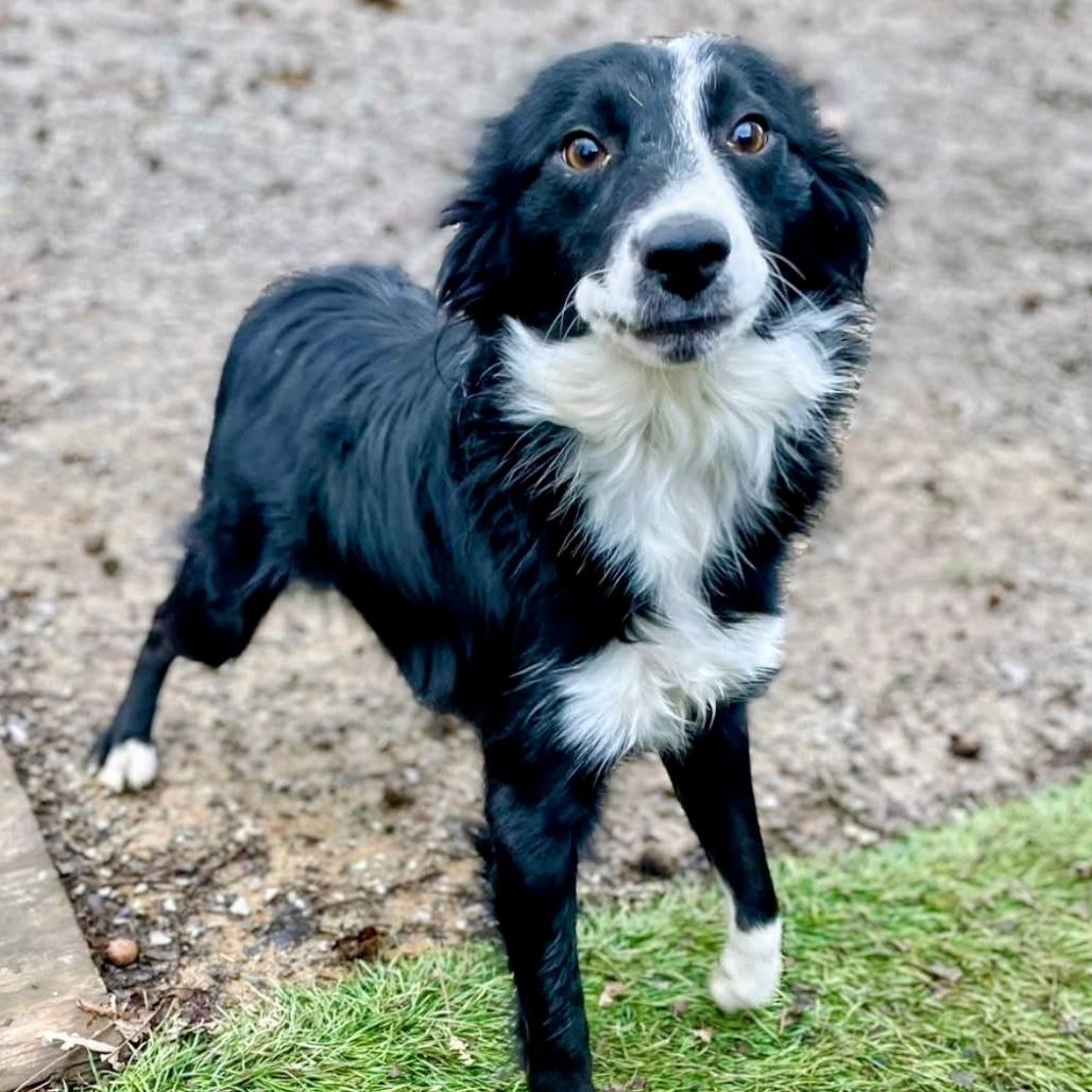 Enlarge Georgia, a Adoptable Border Collie in Danville, KY image 1/2
