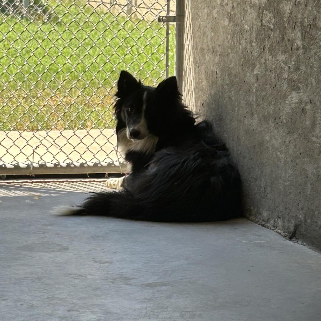 Enlarge Georgia, a Adoptable Border Collie in Danville, KY image 2/2