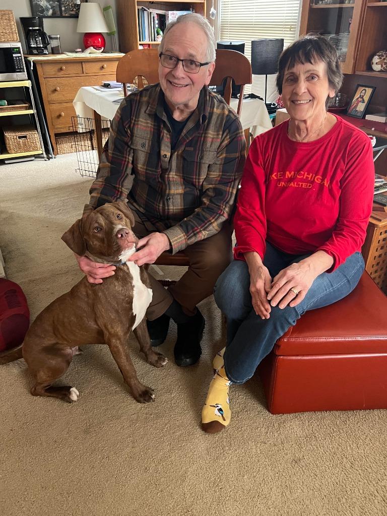 Marco, Adoptable, Young Male Plott Hound.