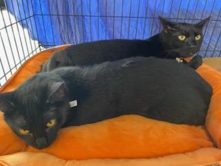 Enlarge Sam & Stan (Bonded brothers), a Adoptable Domestic Short Hair in San Jose, CA image 2/2