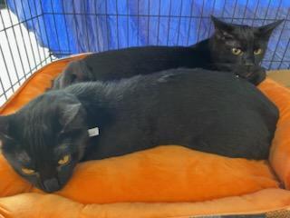Sam & Stan (Bonded brothers), Adoptable, Young Male Domestic Short Hair.